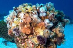 <b><font color='#FF0000'>最美的十大珊瑚品种，八字脑珊瑚上榜，第一长得像圣诞树</font></b>