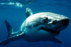 <b><font color='#FF0000'>世界最凶猛鲨鱼排行前十，噬人鲨上榜，第四是世界上最大的鱼类</font></b>