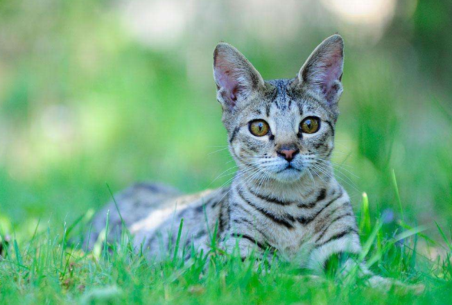 世界上十大最贵的猫 第一价格高达61万人民币